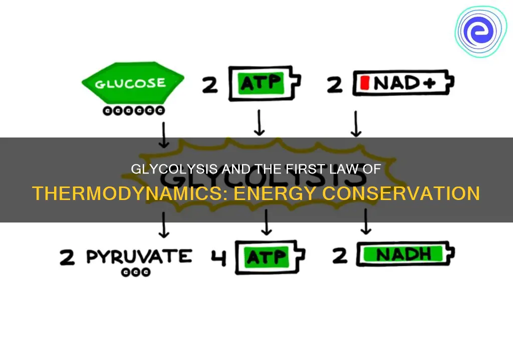 how is the first law of thermodynamics shown in glycolysis
