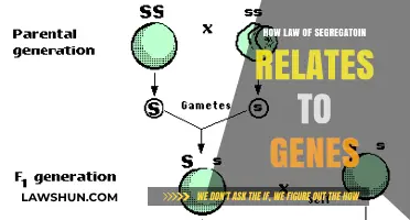 Understanding Gene Inheritance: The Law of Segregation Explained