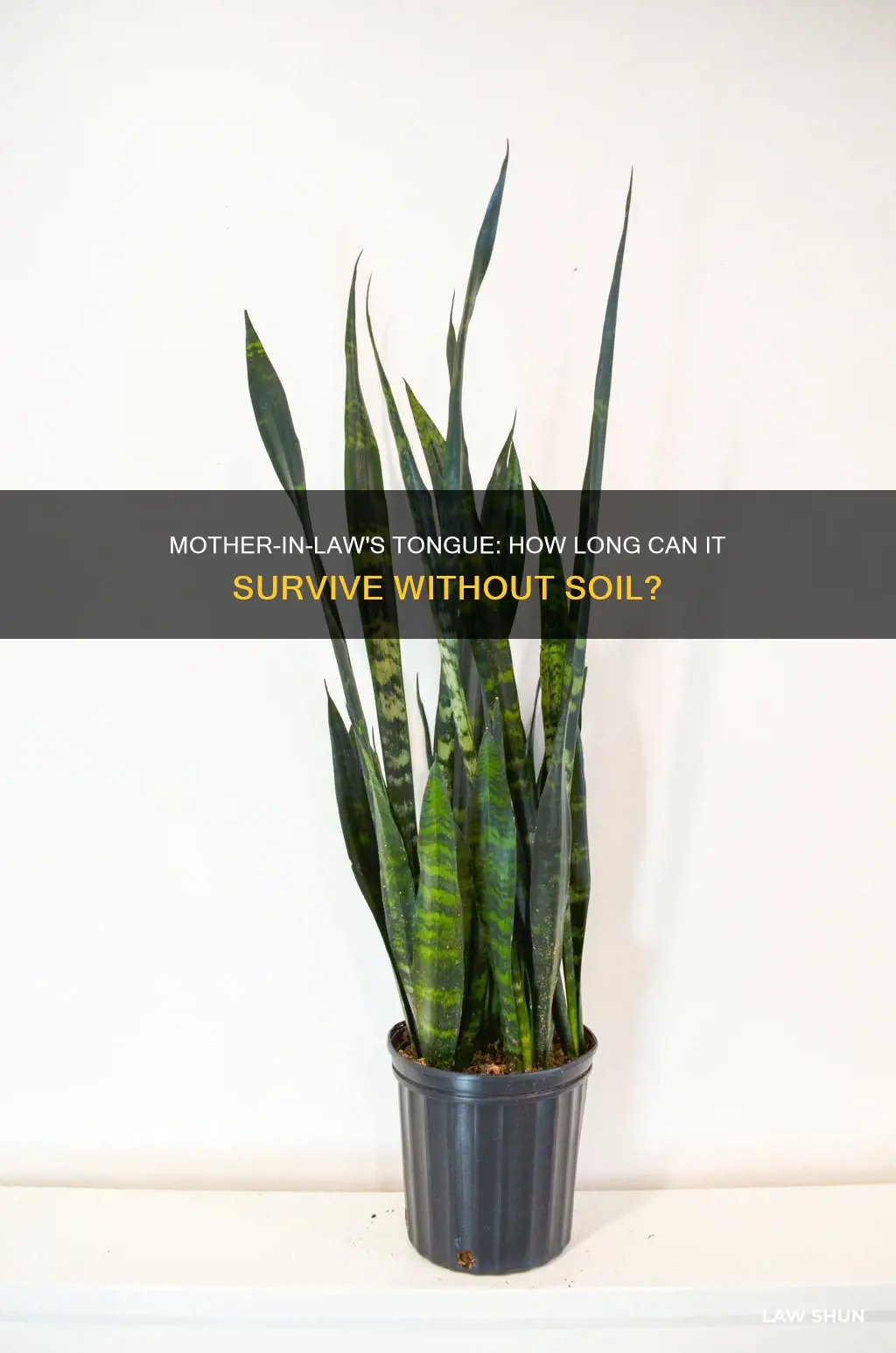 how long can mother in law