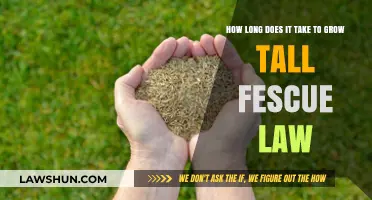 Growing Tall Fescue Lawn: Timeframe and Essential Care Tips