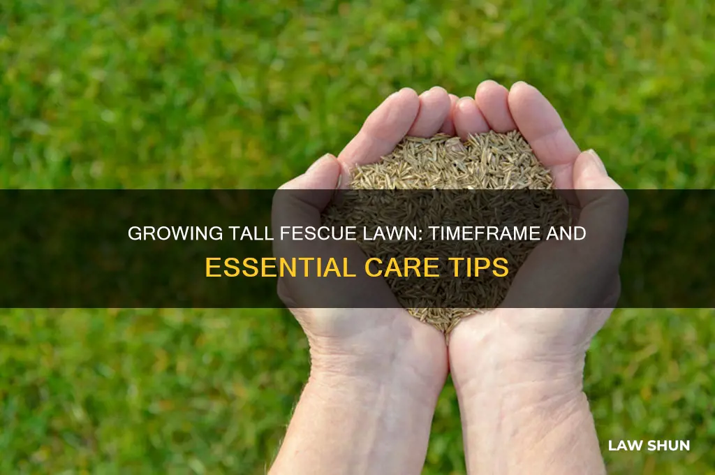 how long does it take to grow tall fescue law