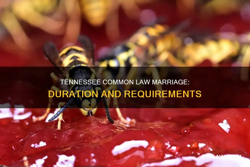 how long is common law marriage in tennessee