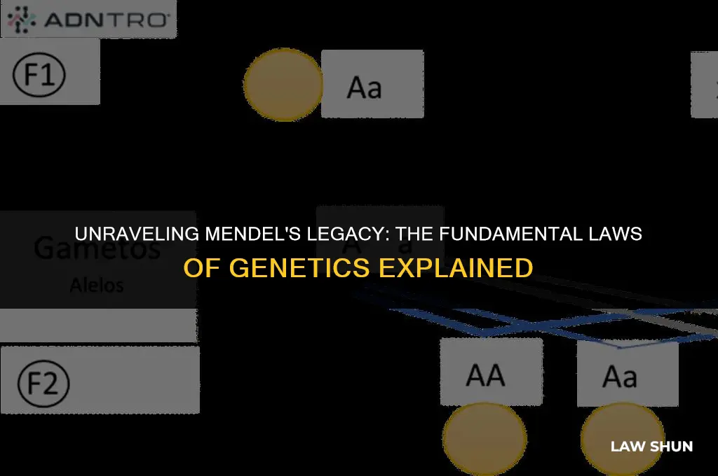 how many laws did mendel give