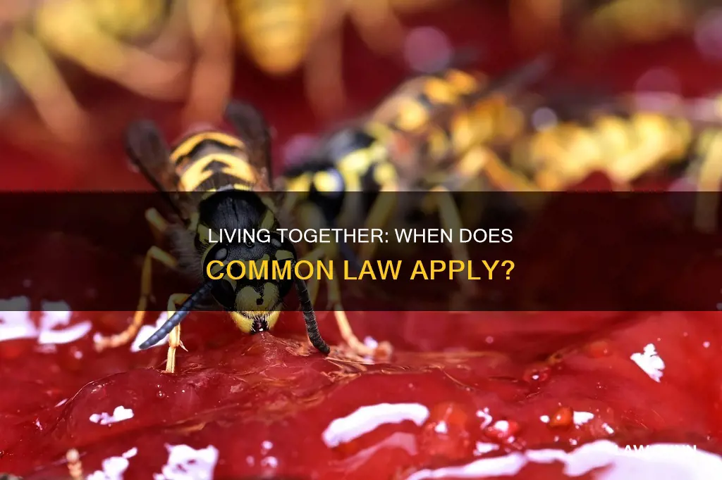 how many months living together is common law