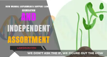 Mendel's Experiments: Unveiling Segregation and Independent Assortment Principles