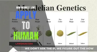 Mendelian Laws: Understanding Human Genetic Variation