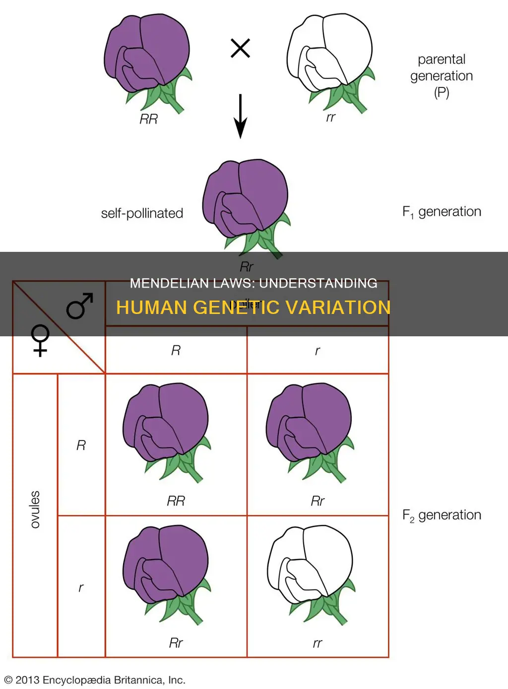 how mendels laws apply to human