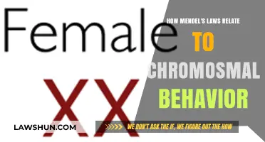 Mendel's Laws and Chromosomal Behavior: Unraveling Genetic Inheritance