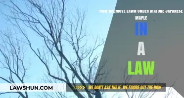 Removing Lawn Under Mature Japanese Maple: A Step-by-Step Guide
