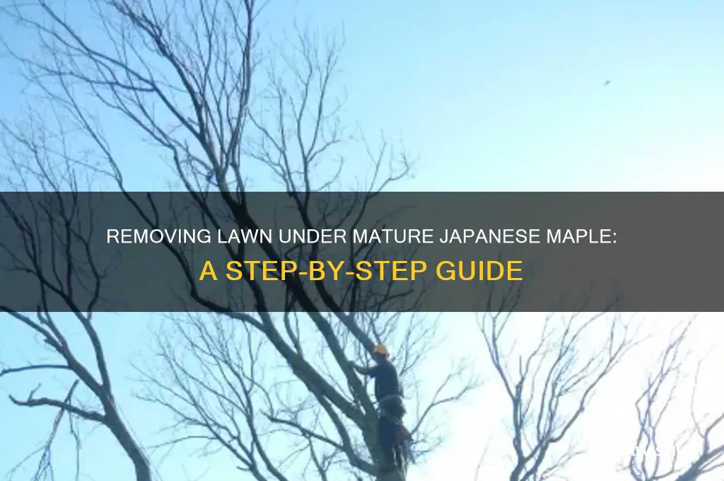 how nremove lawn under mature japanese maple in a law