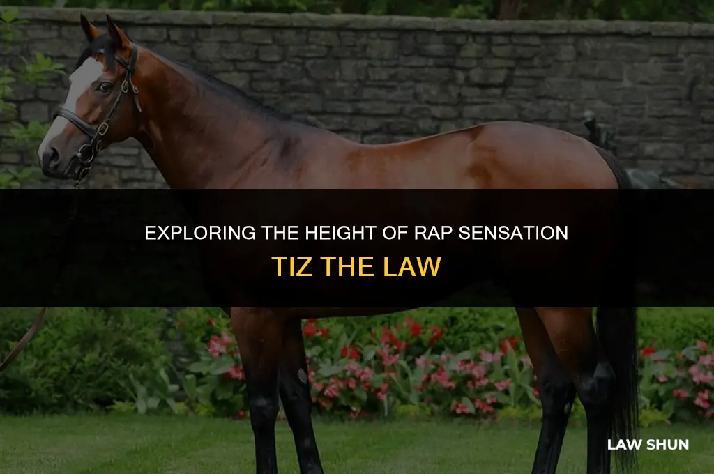 how tall is tiz the law