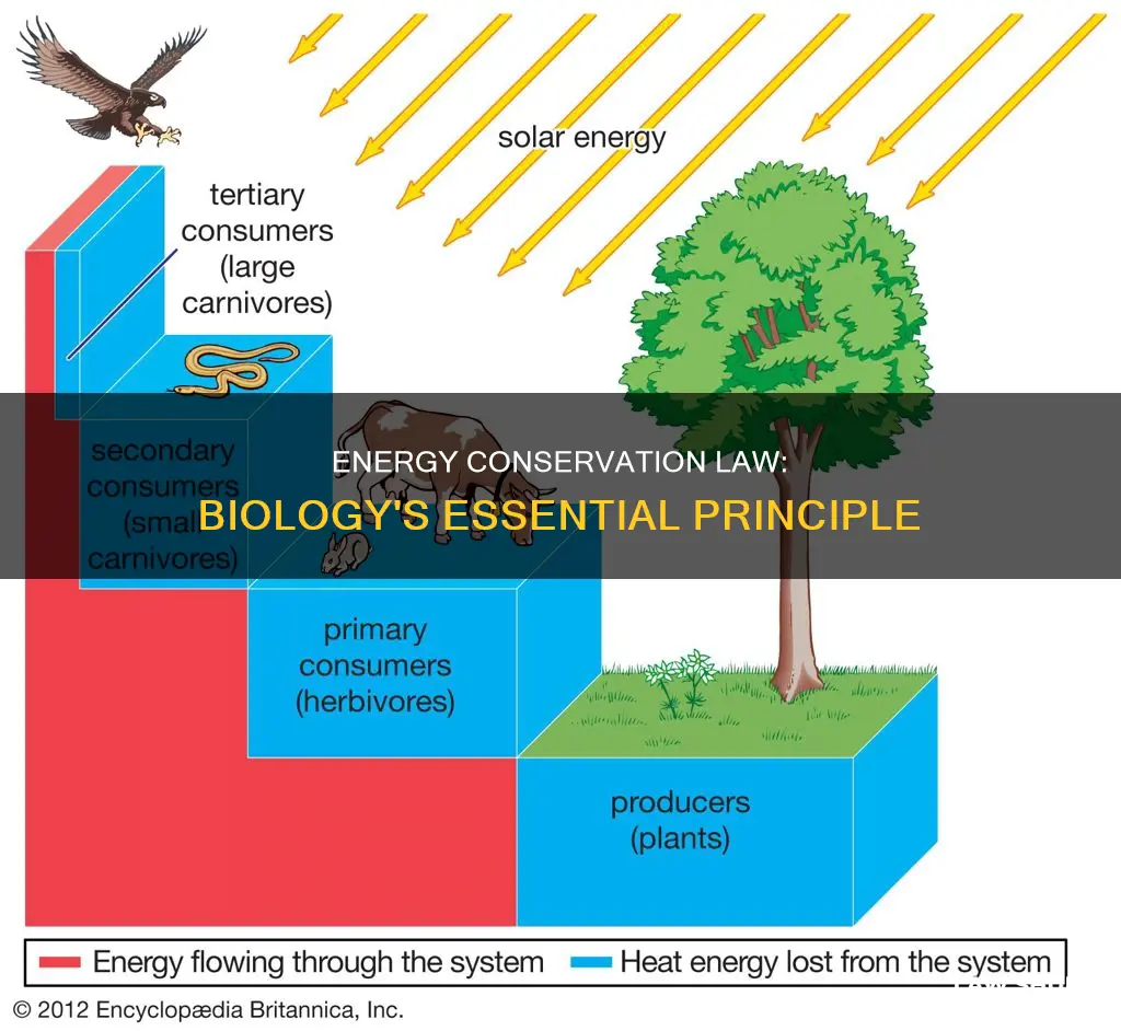 how the law of conservation of energy applies to biology