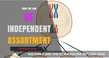 Exploring the Law of Independent Assortment: A Genetic Journey