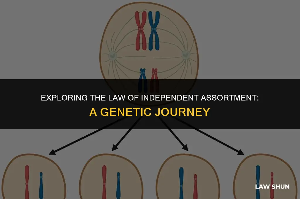 how the law of independent assortment