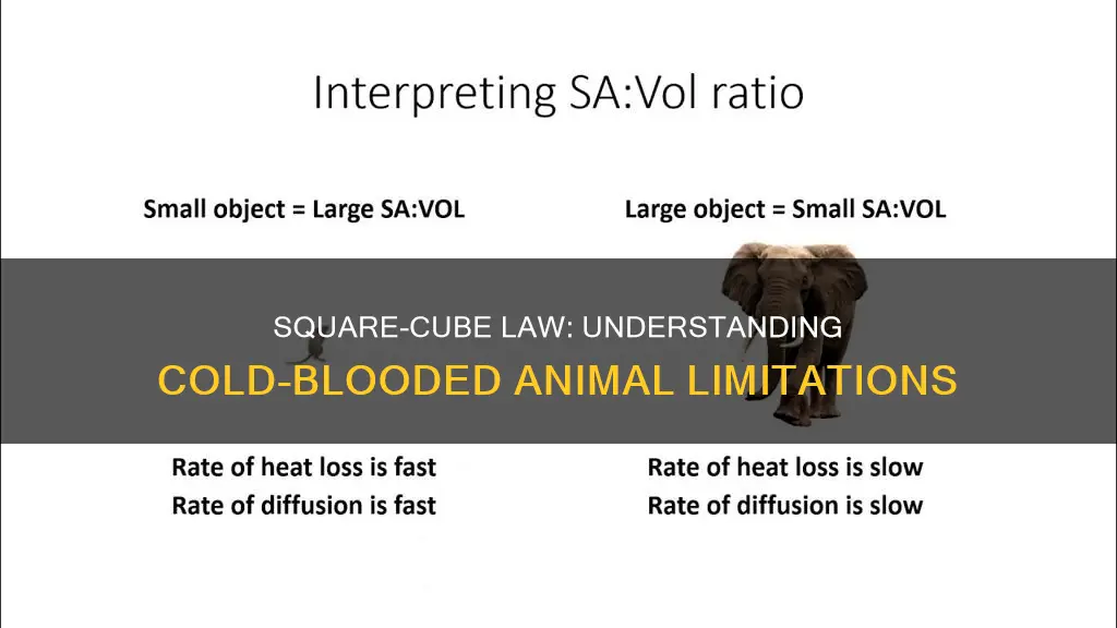 how the square cube law applies to cold blooded animals