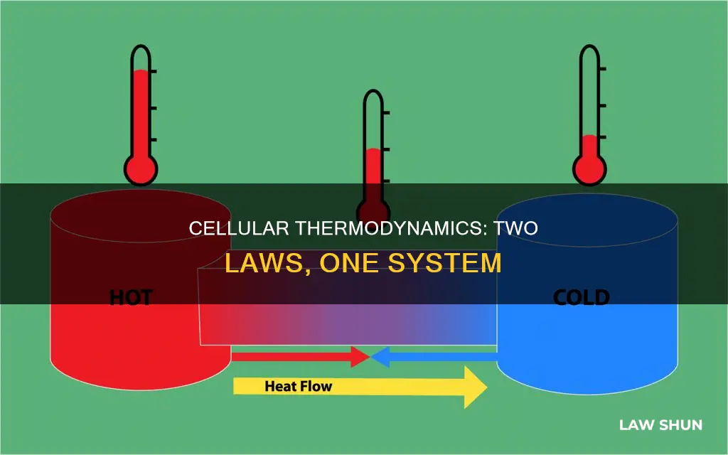 how the two laws of thermodynamics apply to cells