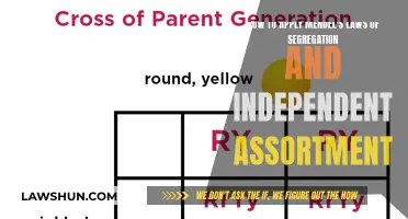 Applying Mendel's Laws: Segregating and Assorting Chromosomes