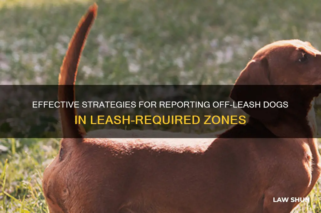 how to complain about off-leash dogs in leash law areas