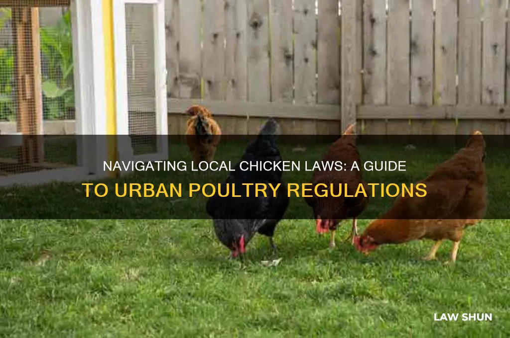 how to find out chicken laws in my town