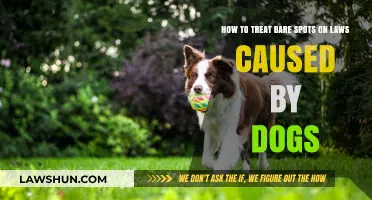 Revive Your Lawn: Effective Solutions for Dog-Caused Bare Spots