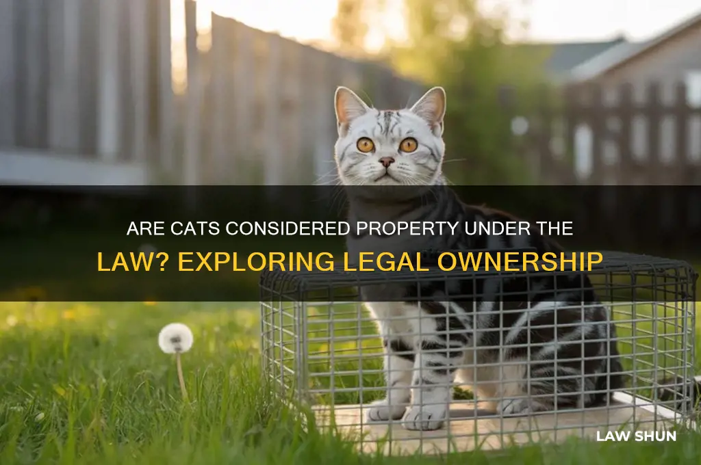 is a cat property in law