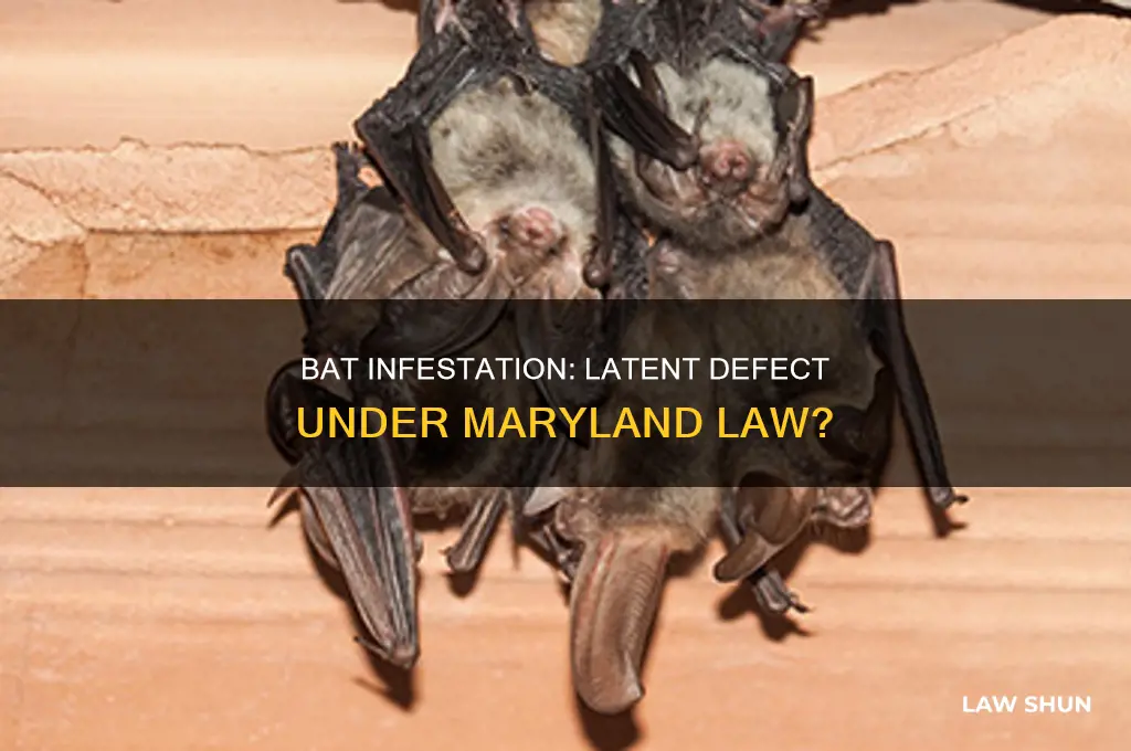 is bat infestation considered a latent defect in maryland law