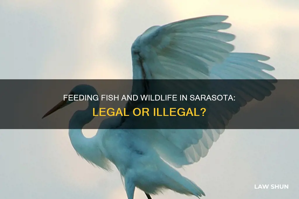 is feeding fish and wildlife in sarasota against the law