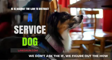 Distracting Service Dogs: Legal Consequences and Ethical Considerations