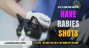 Are Rabies Vaccinations Legally Required for Cats? What Owners Need to Know