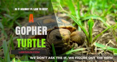 Keeping Gopher Tortoises in Florida: Legal or Illegal?