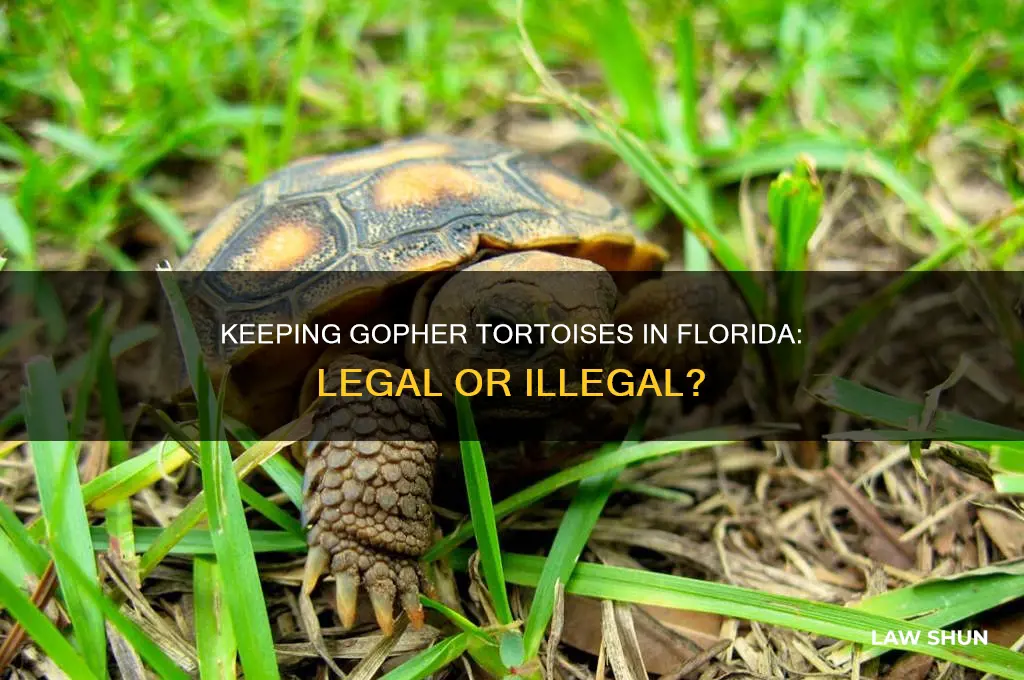 is it against fl law to keep a gopher turtle