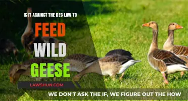 Feeding Wild Geese: Legal or Against the DEC Law?