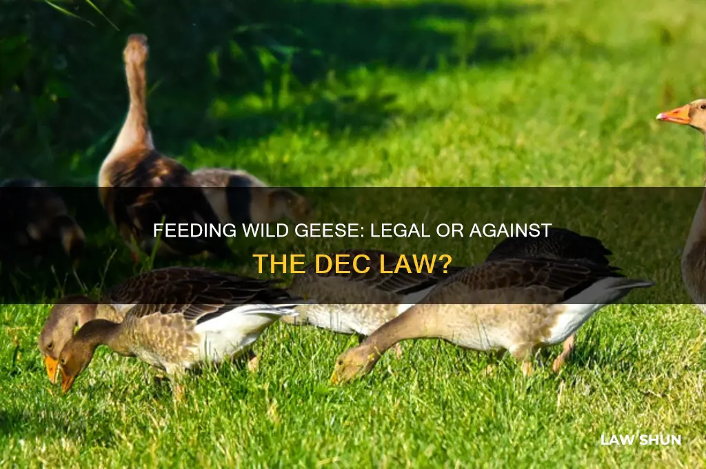 is it against the dec law to feed wild geese