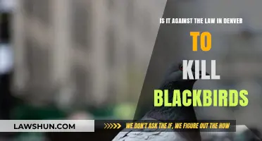 Is Killing Blackbirds Legal in Denver? Understanding Local Wildlife Laws