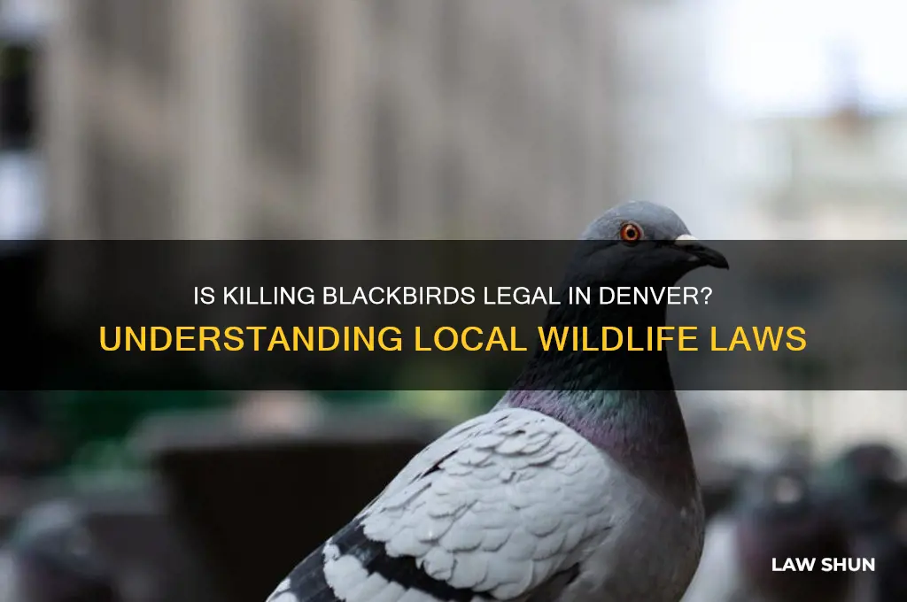 is it against the law in denver to kill blackbirds