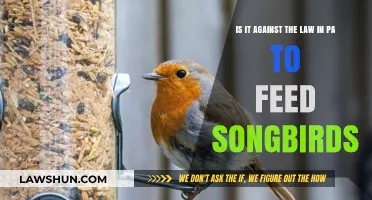 Feeding Songbirds in PA: Legal or Against the Law?
