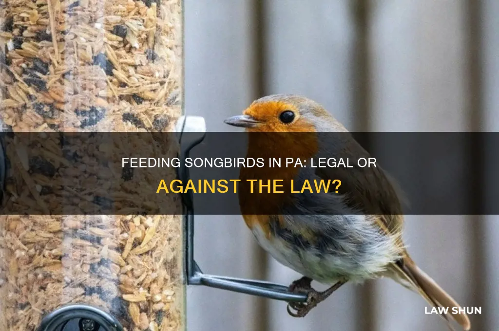 is it against the law in pa to feed songbirds