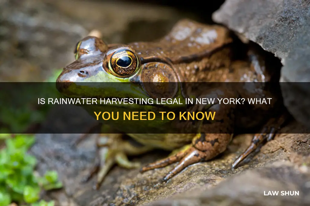is it against the law to collect rainwater in ny