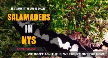 Is Collecting Salamanders in NYS Illegal? Legal Insights