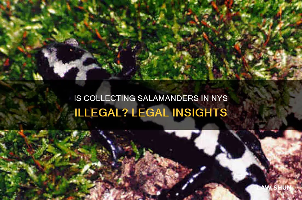 is it against the law to collect salamaders in nys
