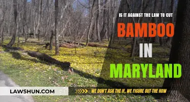 Is Cutting Bamboo Legal in Maryland? Understanding the Law