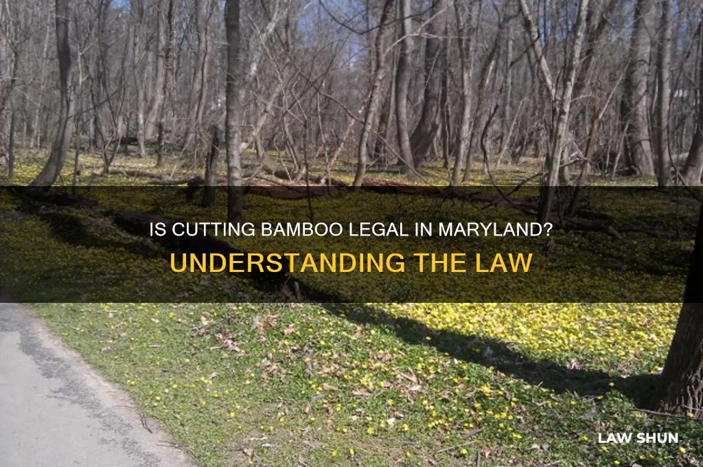 is it against the law to cut bamboo in maryland