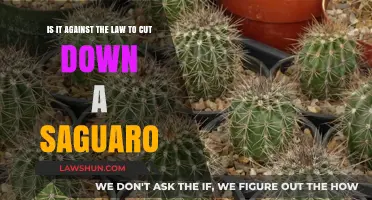 Is Cutting Down a Saguaro Cactus Illegal? Legal Insights