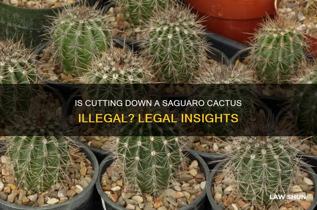 is it against the law to cut down a saguaro