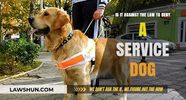 Service Dogs and the Law: Understanding Your Rights and Responsibilities