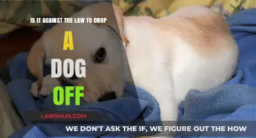 Is Abandoning Your Dog Illegal? Legal Consequences Explained