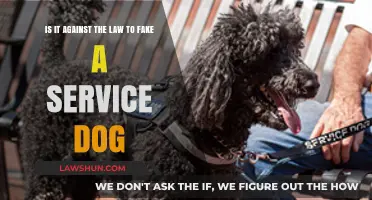 Faking a Service Dog: Legal Consequences and Ethical Concerns Explored