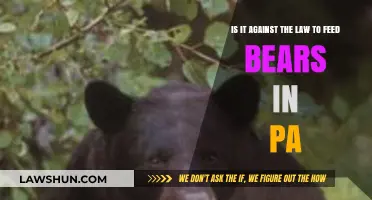 Feeding Bears in PA: Legal or Illegal? Understanding the Law