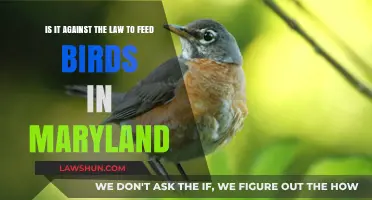 Feeding Birds in Maryland: Legal or Against the Law?