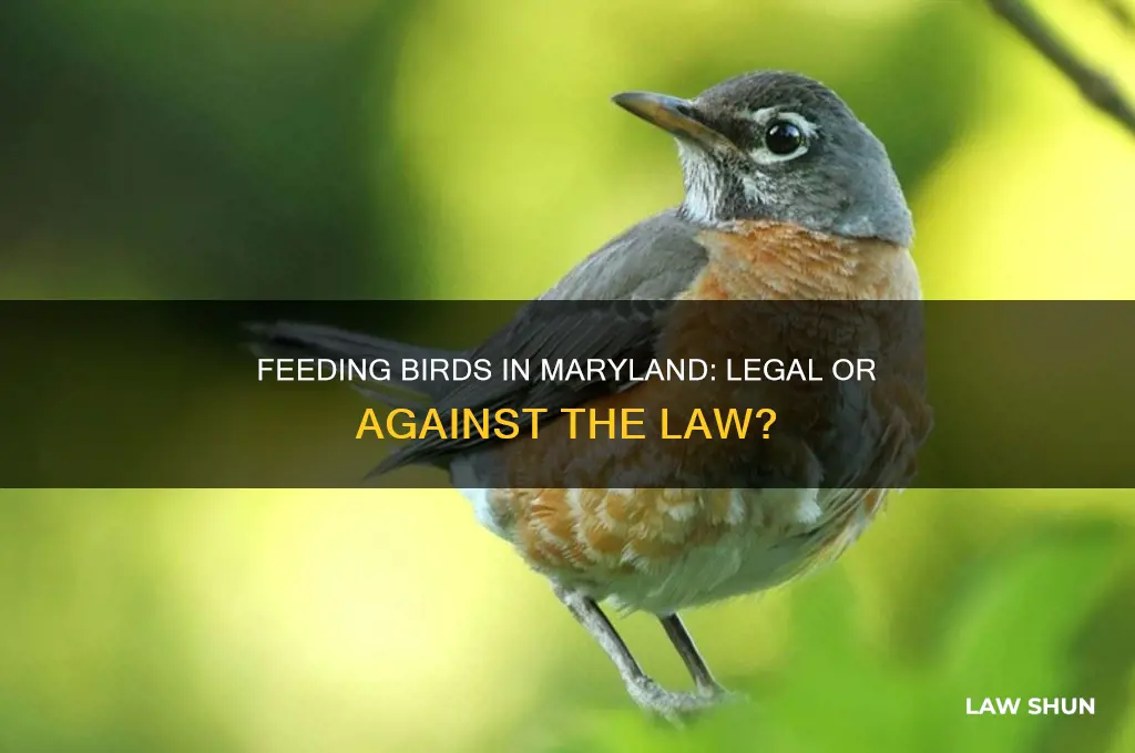 is it against the law to feed birds in maryland